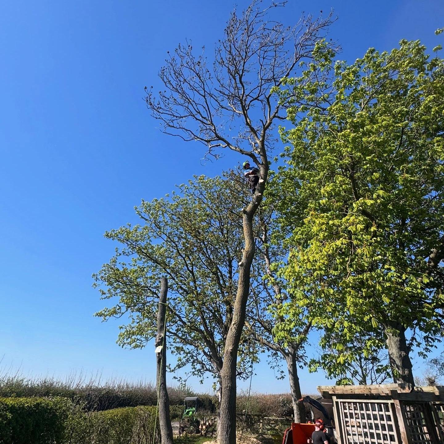 Tree inspection for ash die back