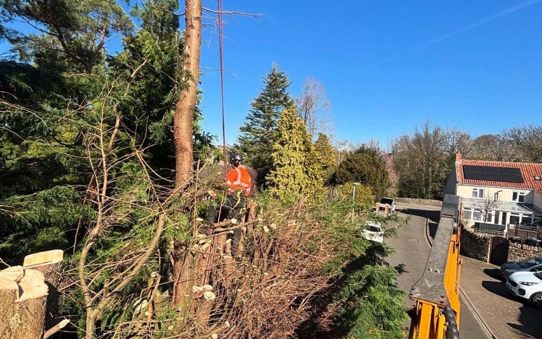 Conifer Pruning and Reduction: Prevent Winter Damage