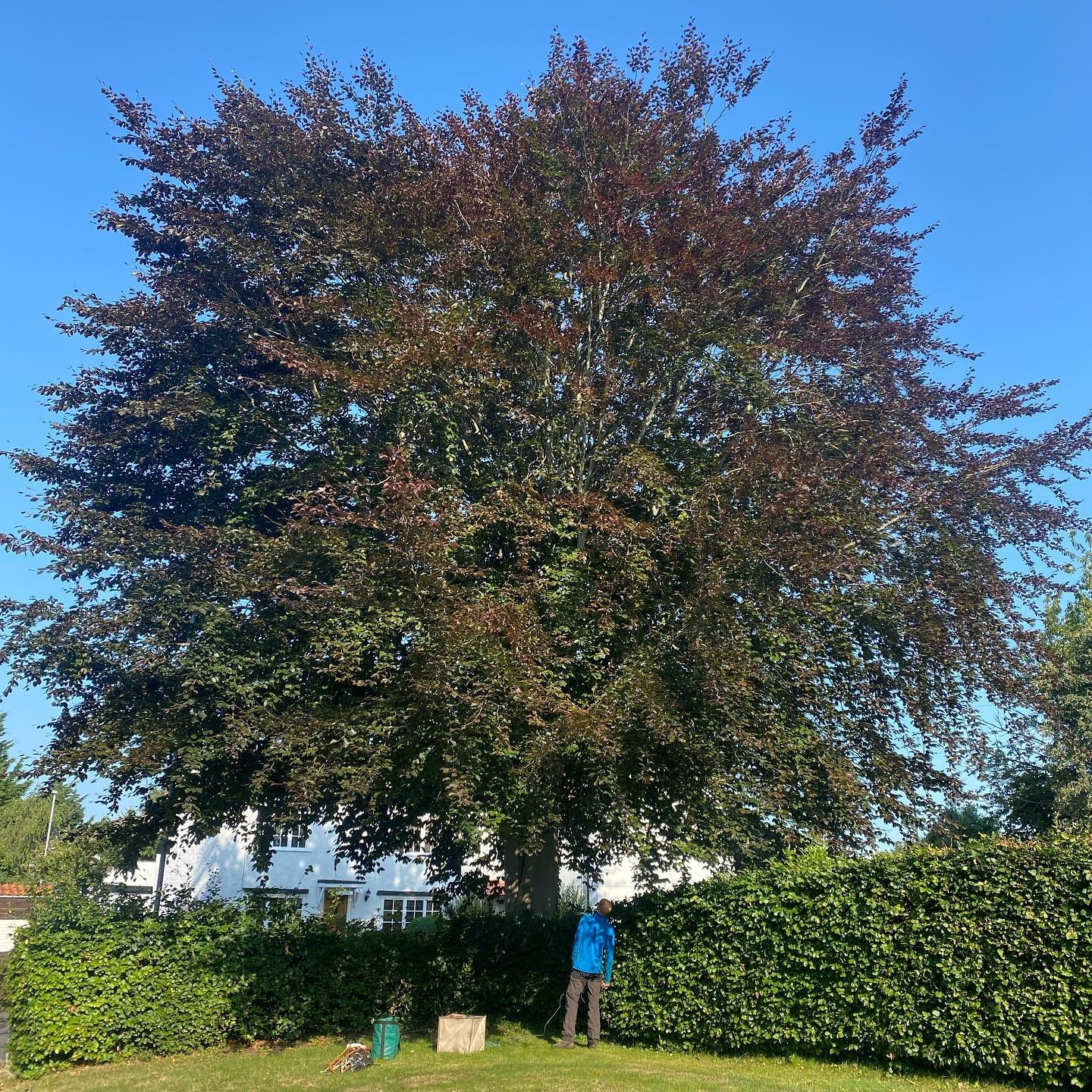 Copper Beech Reduction