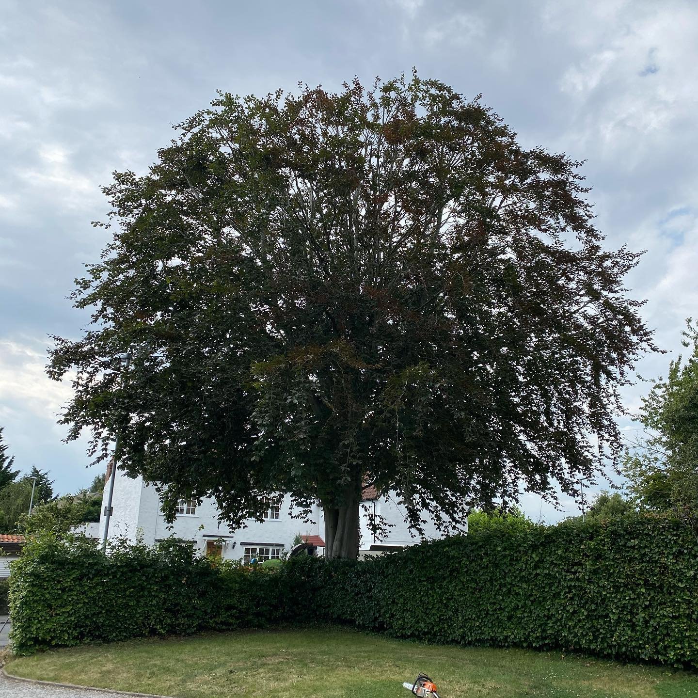 Copper Beech Reduction