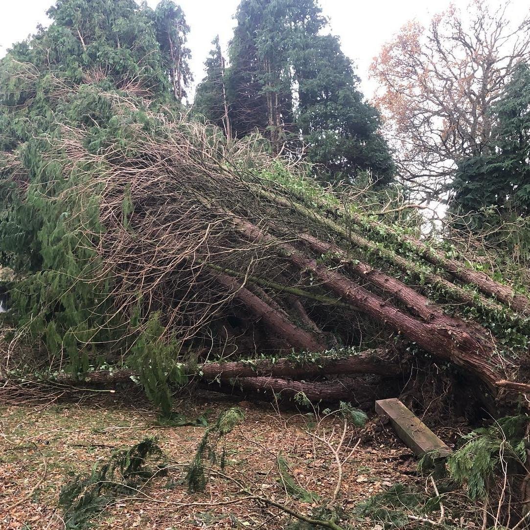 Emergency Tree Removal