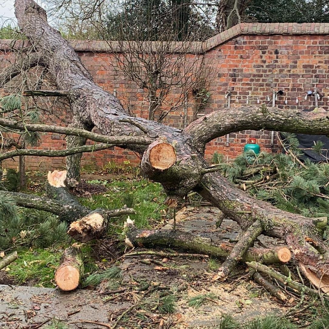 Emergency Tree Removal