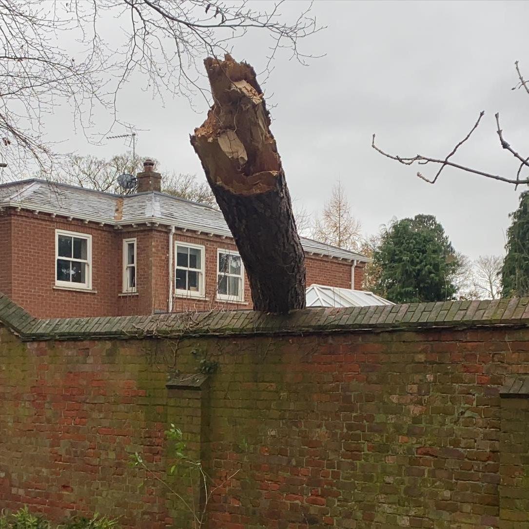 Emergency Tree Removal