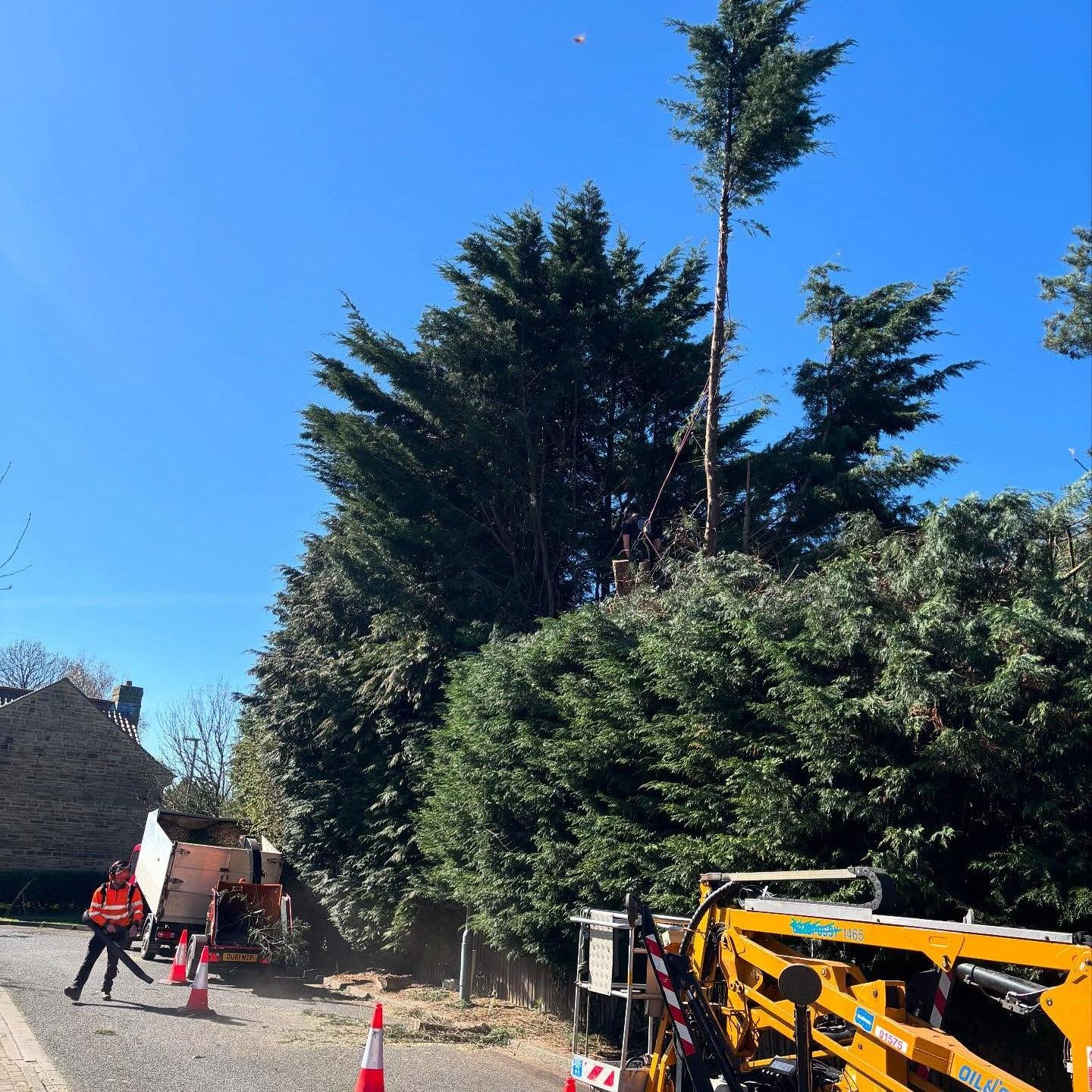 Expert tree pruning and removal