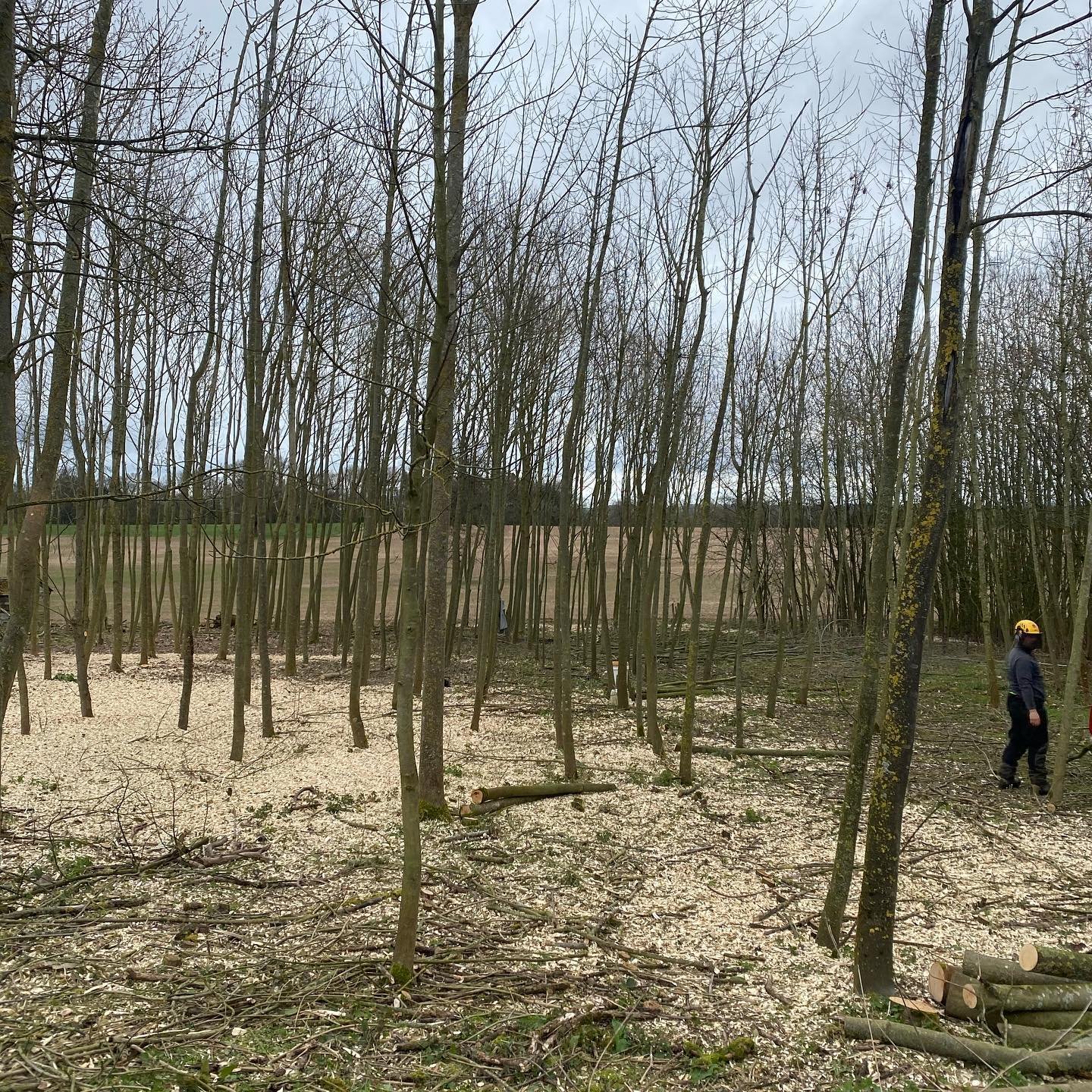 Photo of CM Treecare forestry services