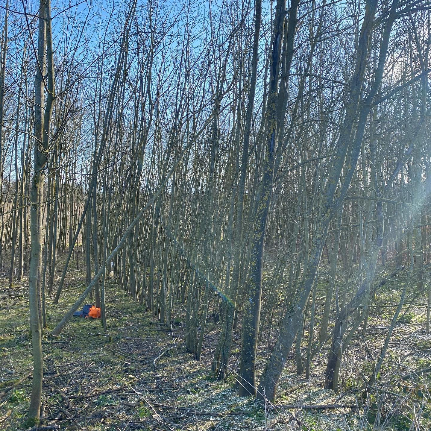 Photo of CM Treecare forestry services