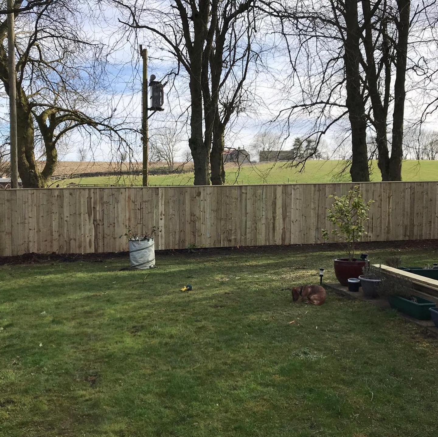 Hedge removal for fencing replacement