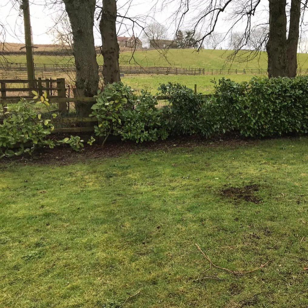 Hedge removal for fencing replacement