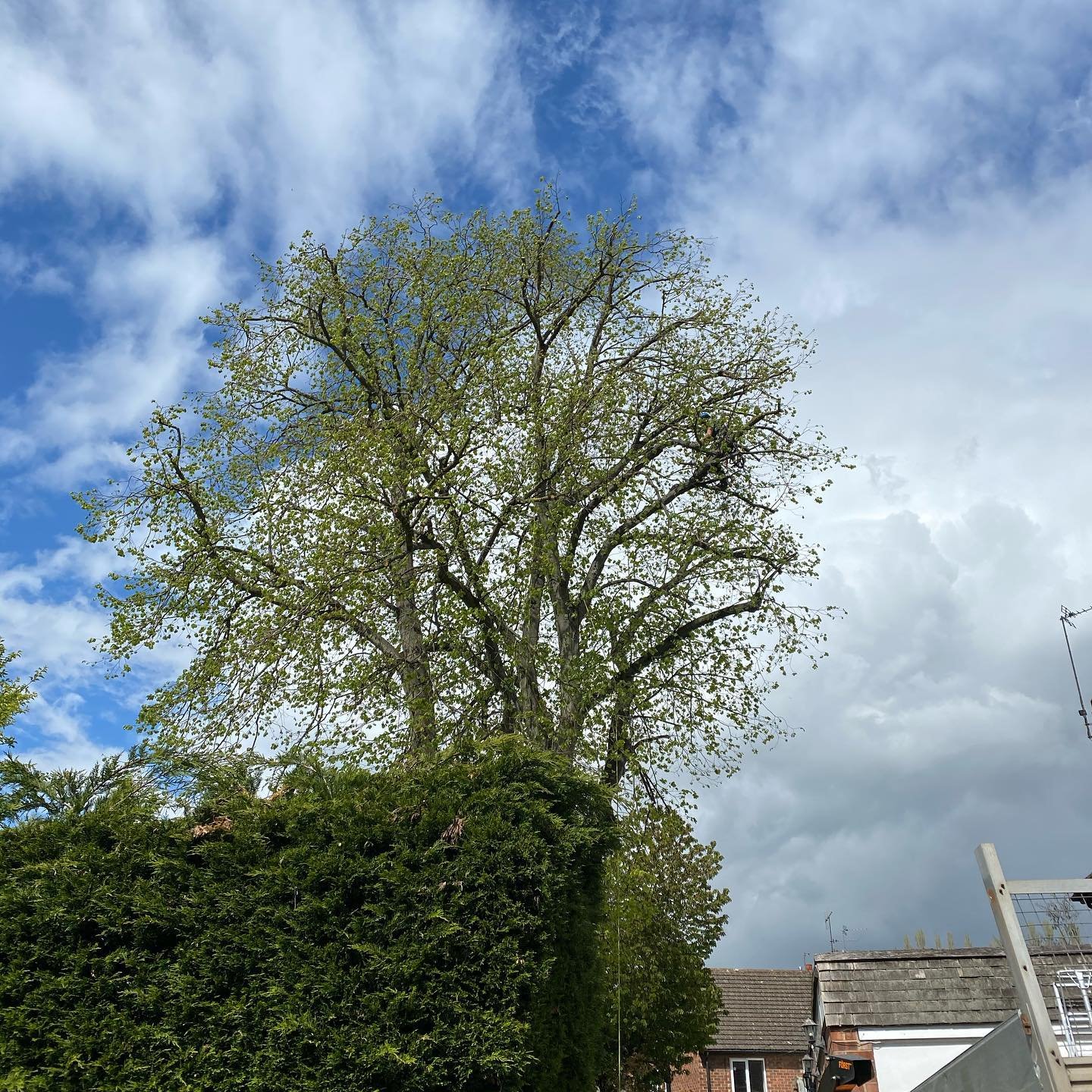 Lime Tree Reduction