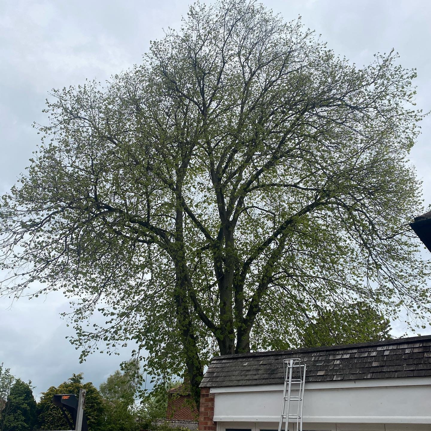 Lime Tree Reduction