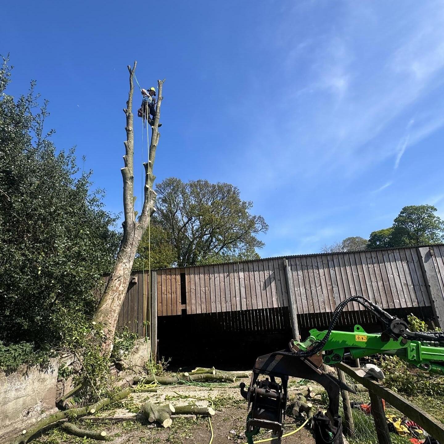 Professional Tree Removal Services
