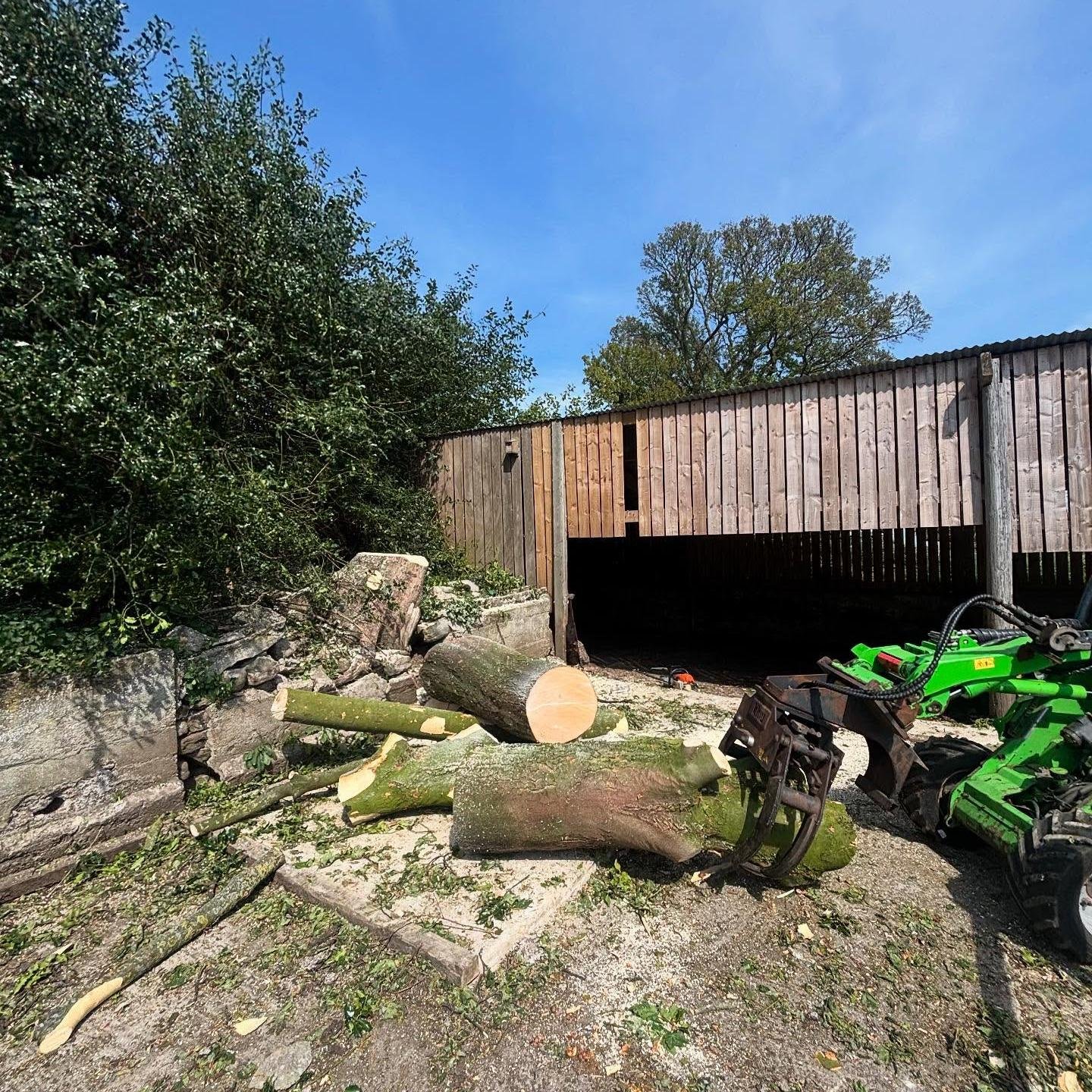 Sycamore Damaging Walls
