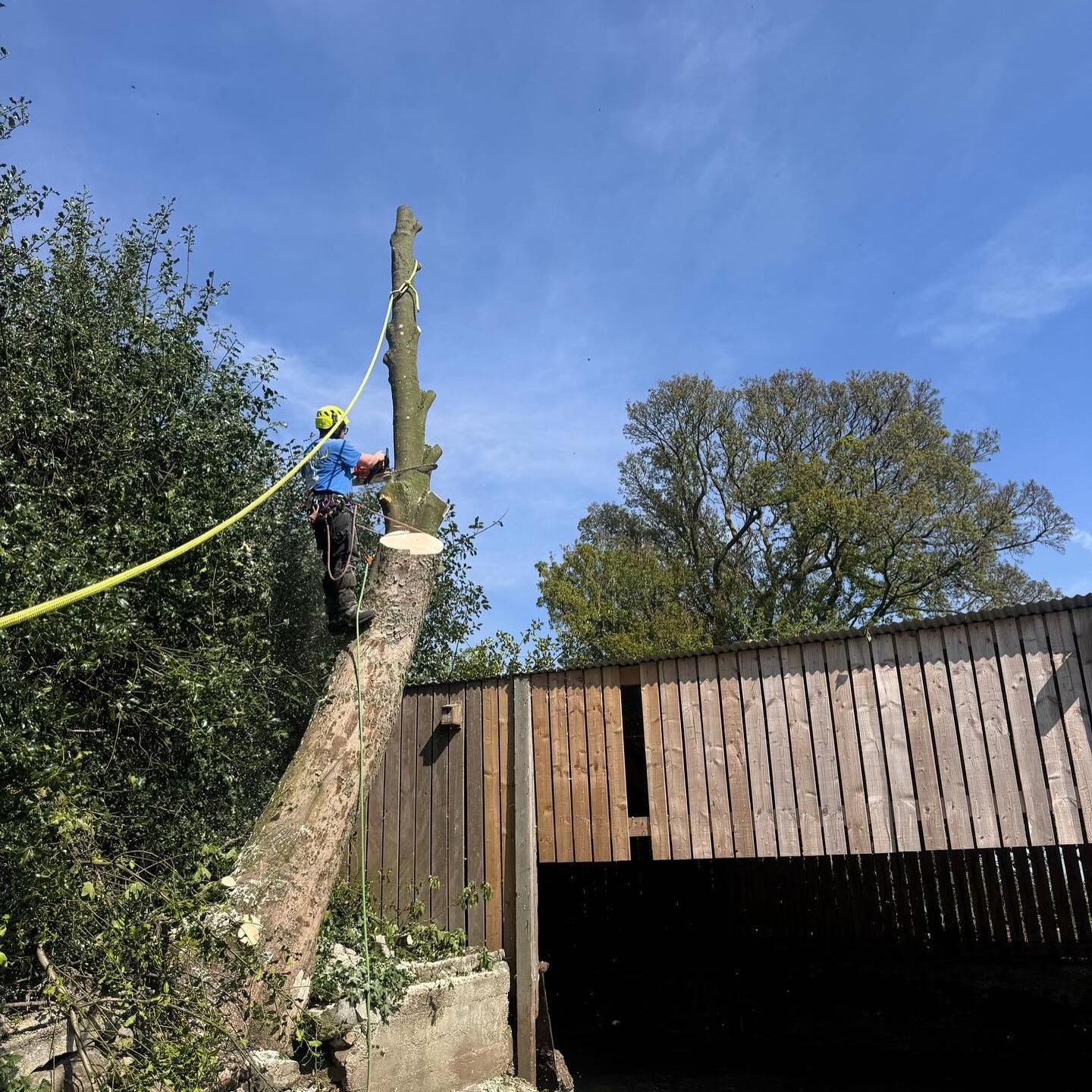 Sycamore Damaging Walls