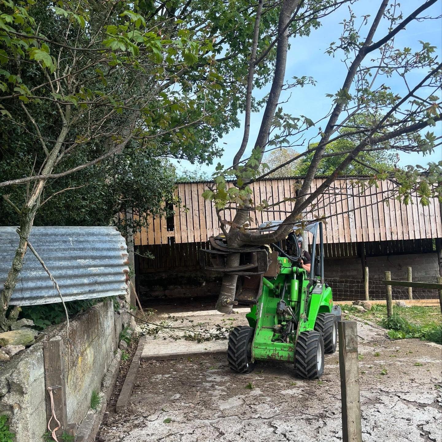 Sycamore Damaging Walls