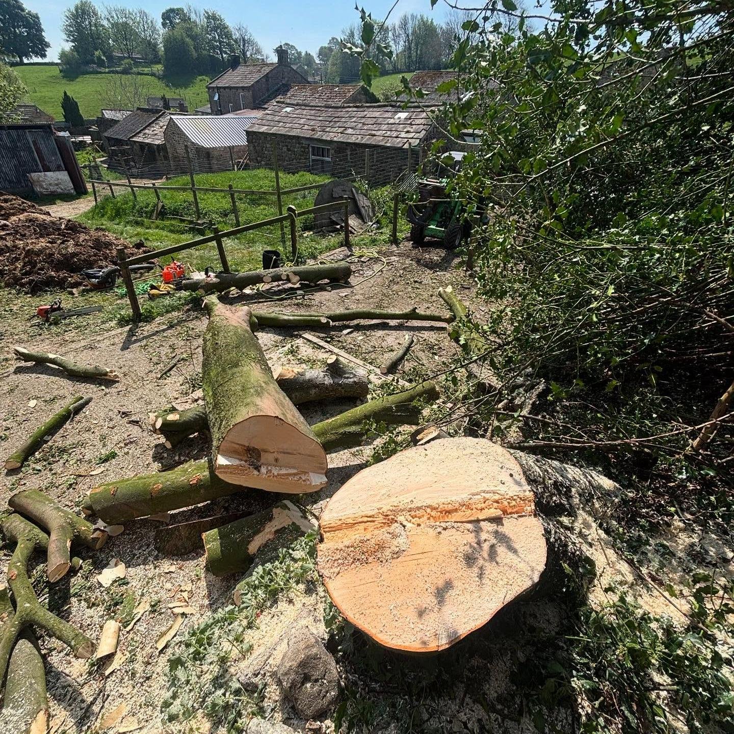 Sycamore Damaging Walls