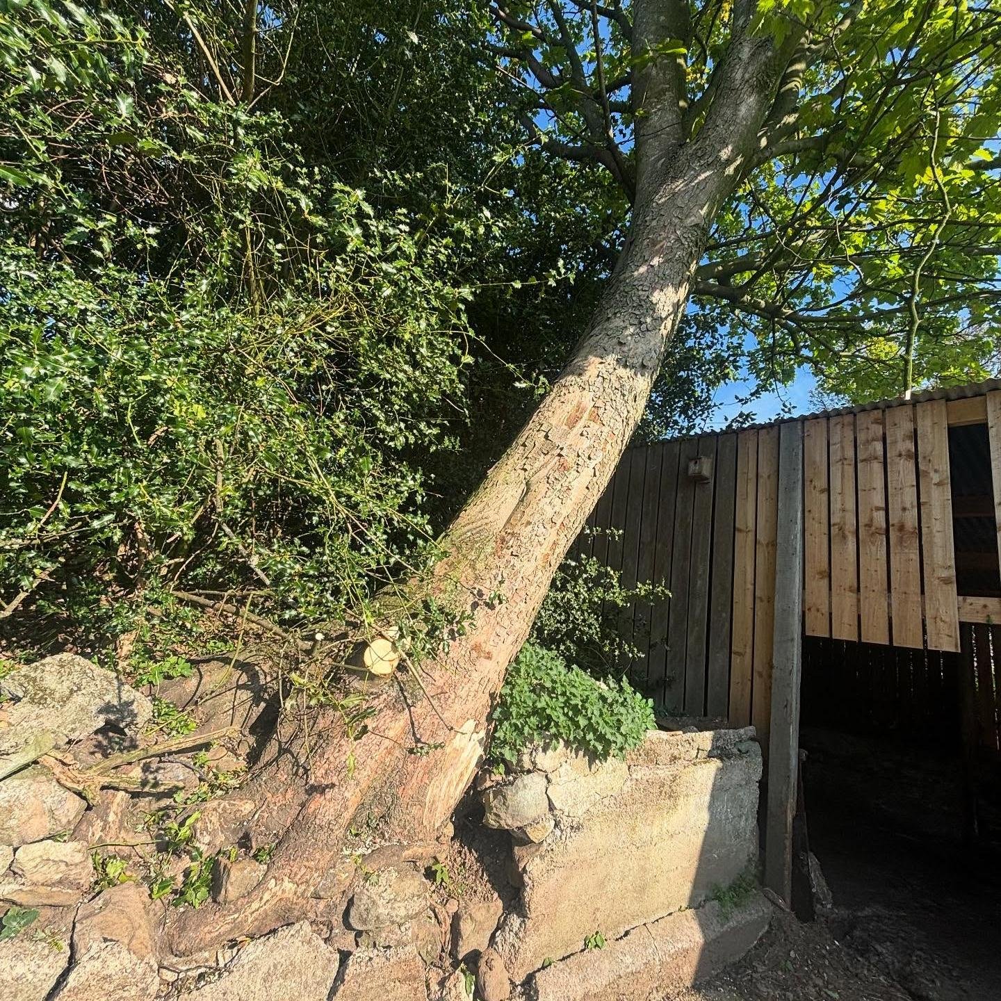 Sycamore Damaging Walls 5