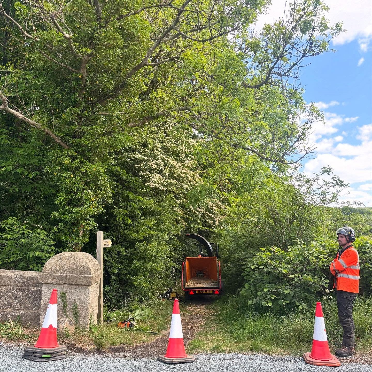 Tree Inspection Ash Die Back