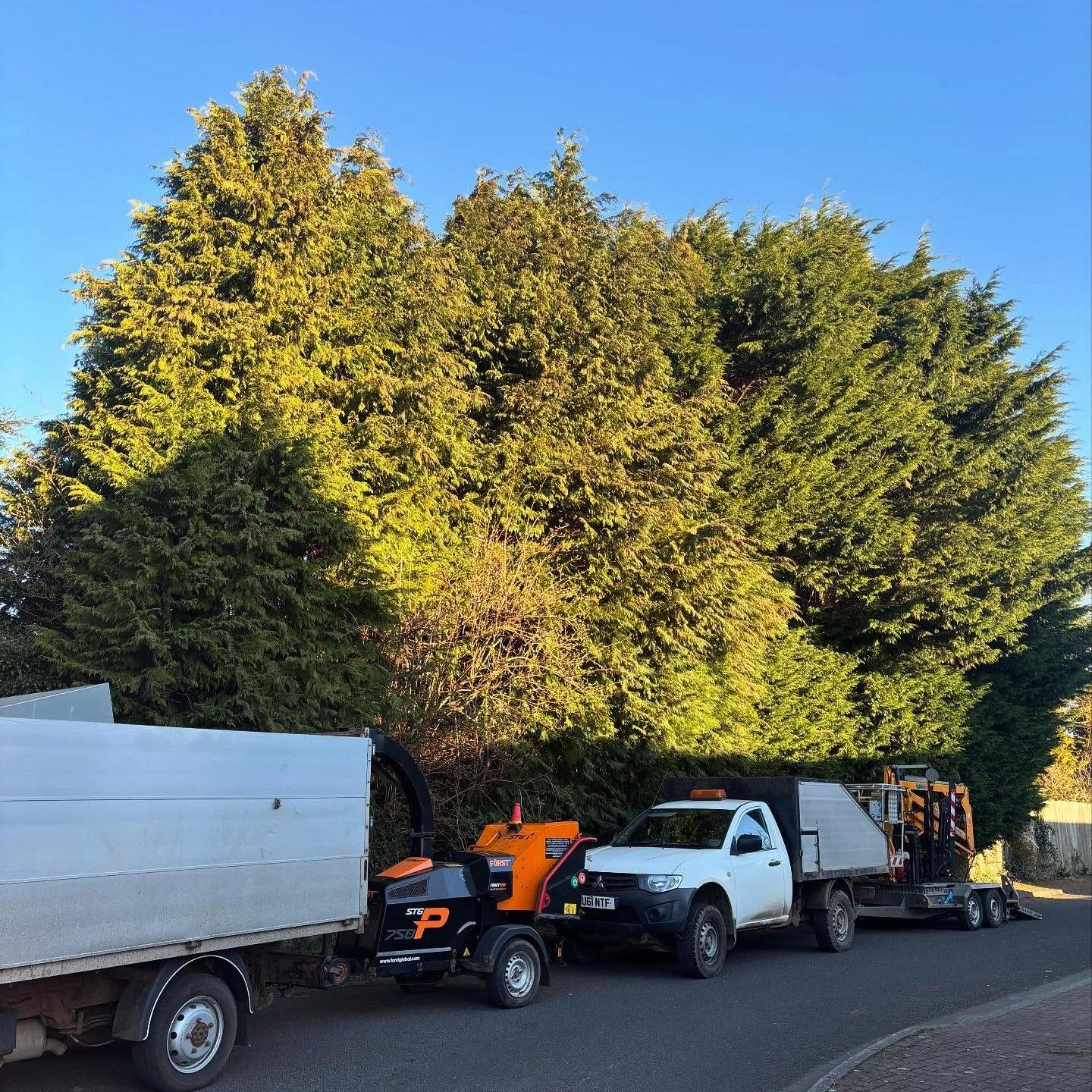 Tree Pruning and Branch Removal