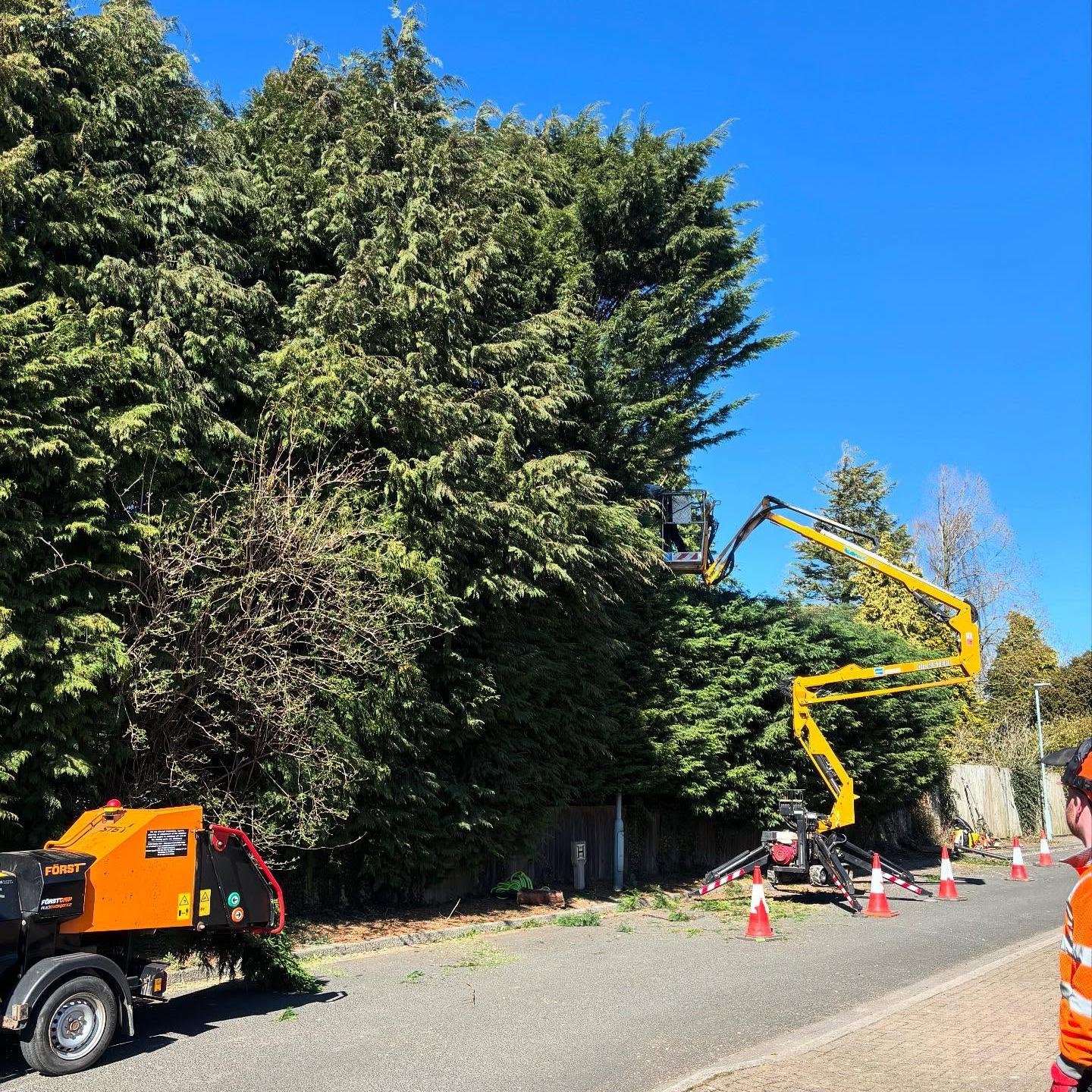Tree Pruning and Branch Removal