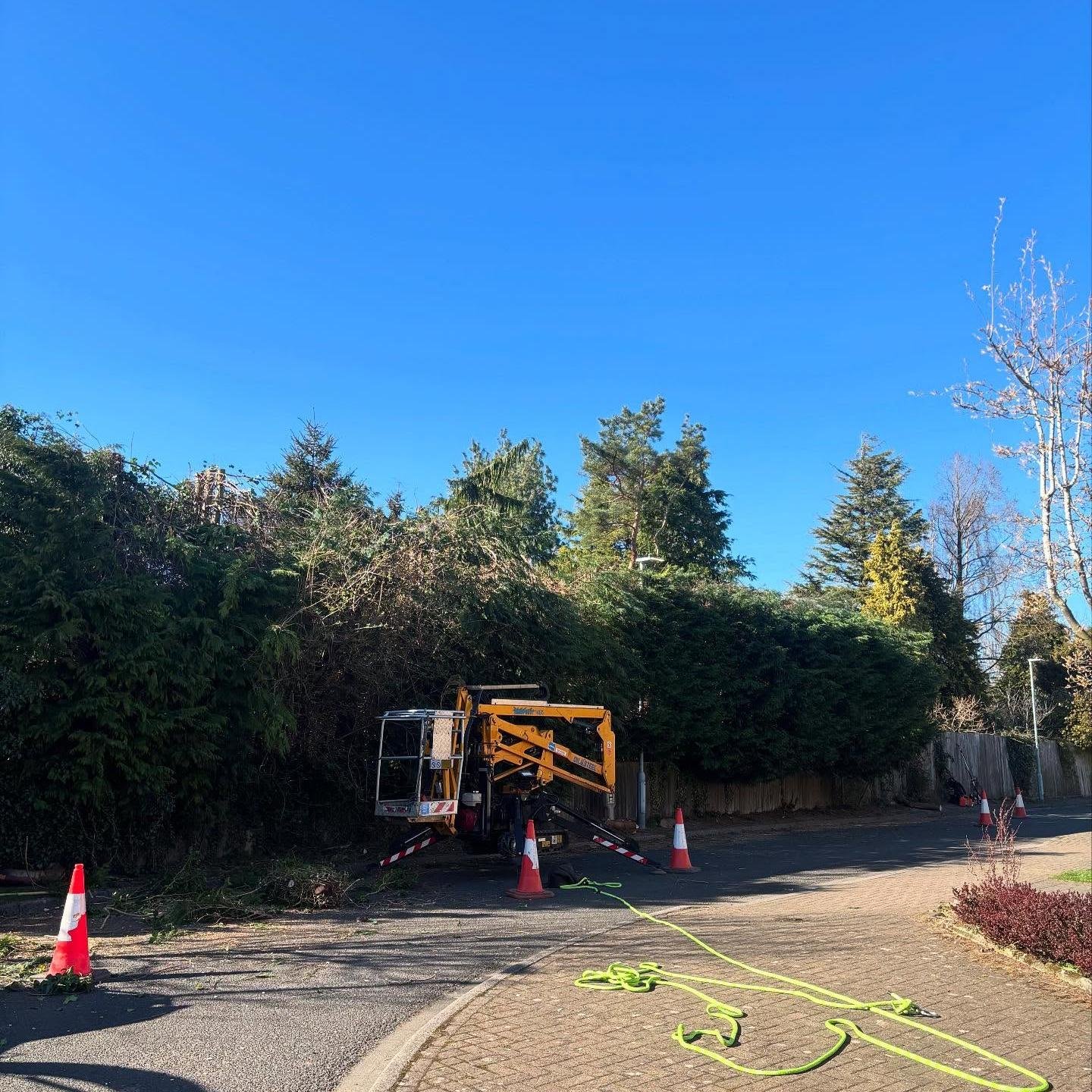 Tree Pruning and Branch Removal
