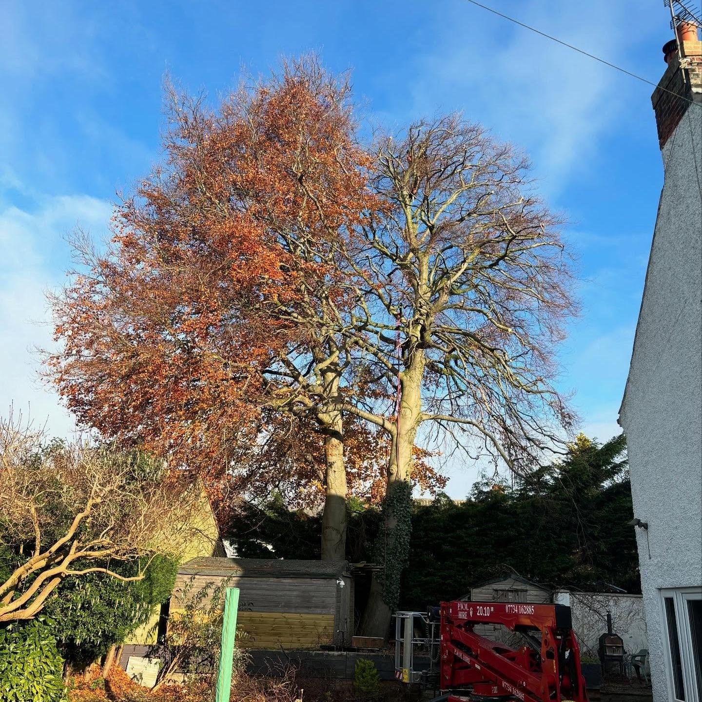 Tree reduction beech tree