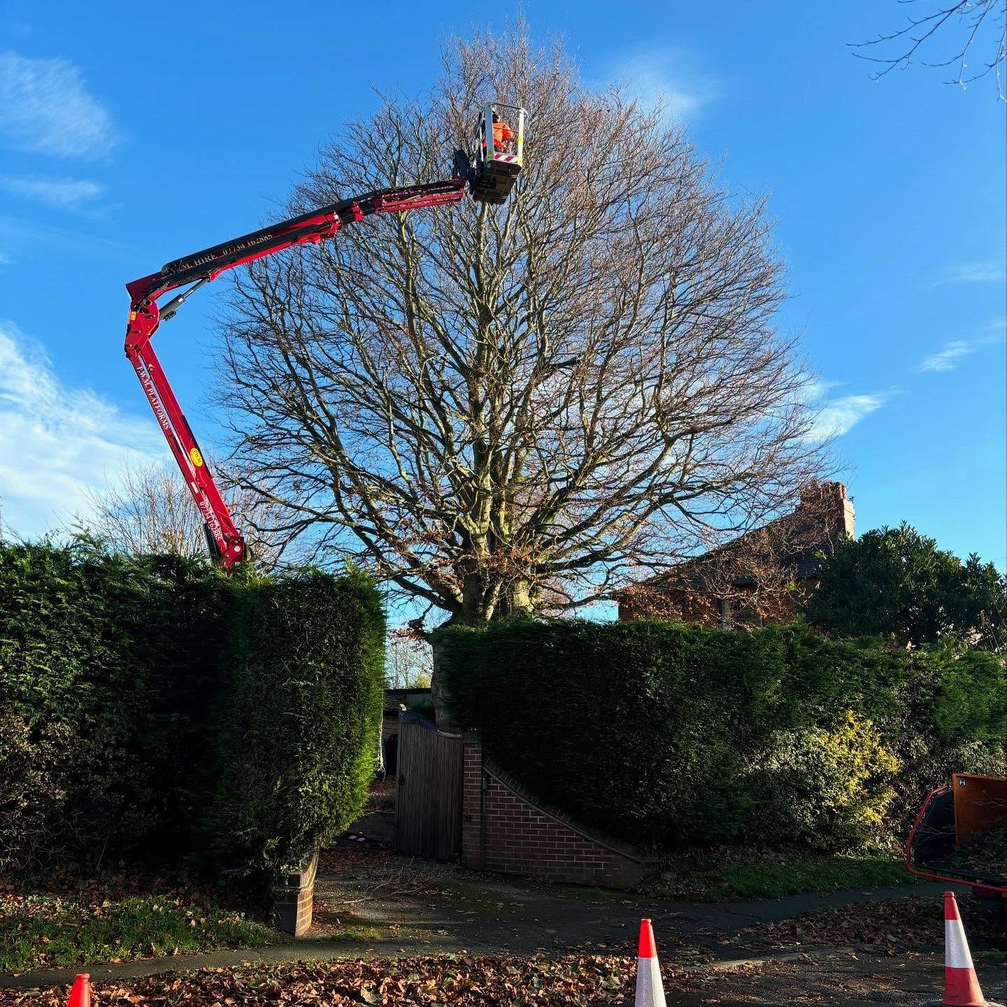 Tree reduction Beech Tree