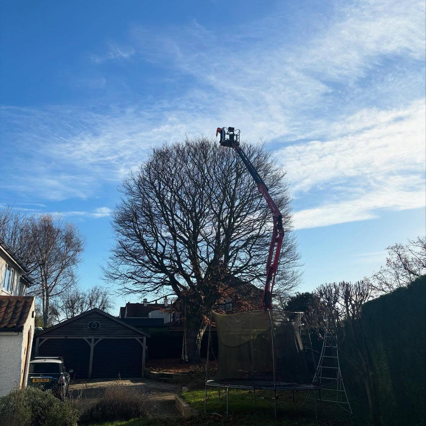Tree reduction Beech Tree