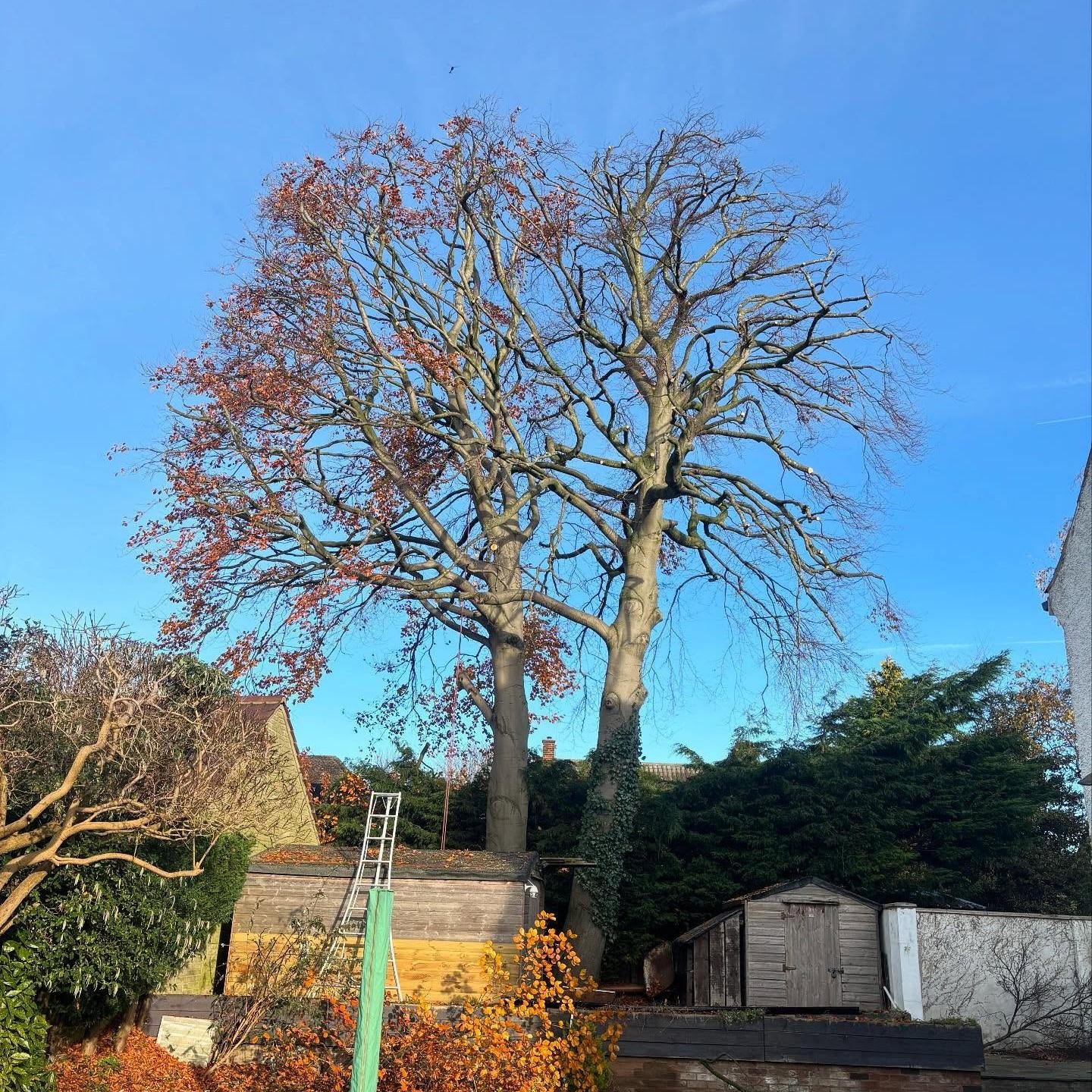 Tree reduction Beech Tree