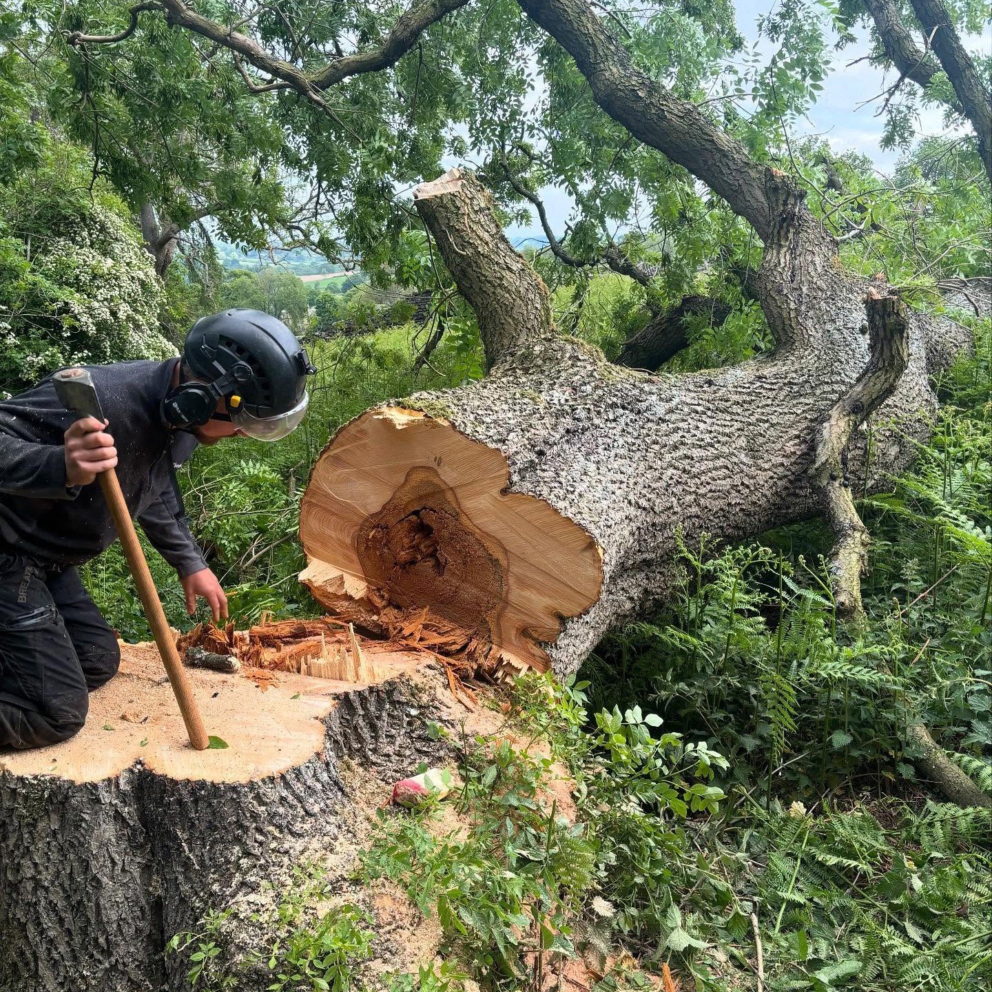 Tree removal CM Treecare Ash Die back