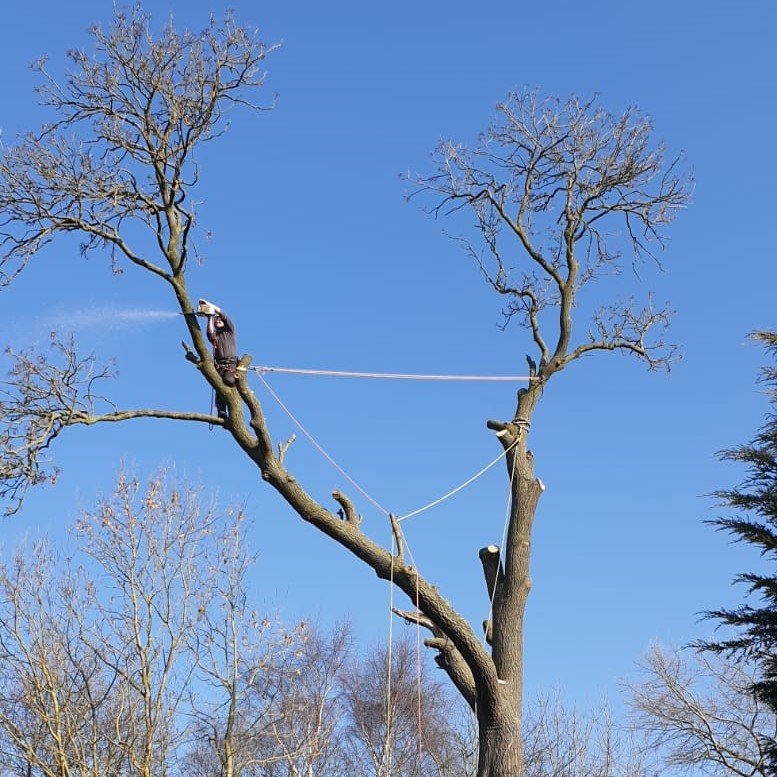 Tree removal