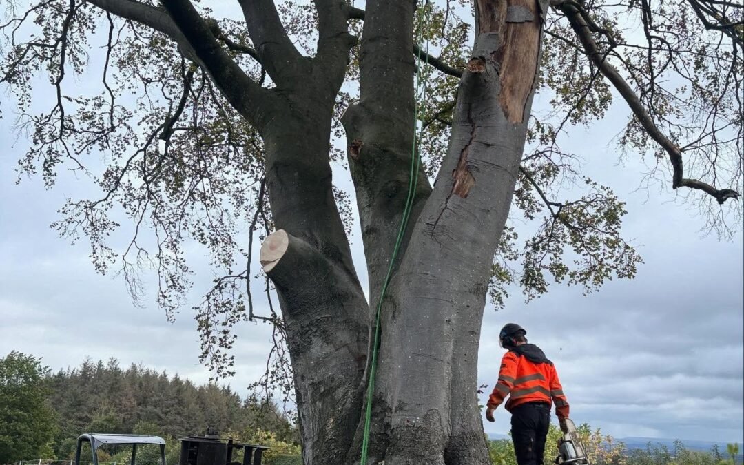 Diseased Beech Tree Removal