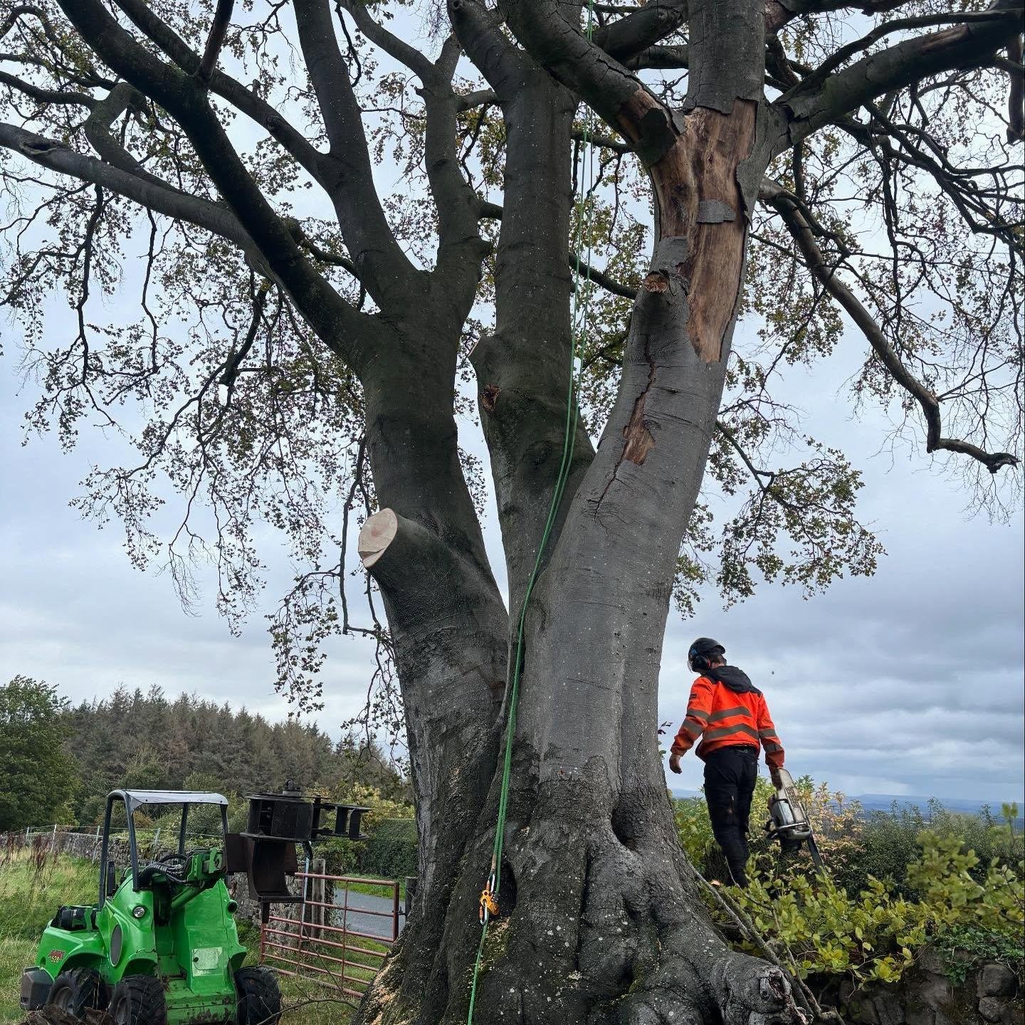 Diseased Beech Tree Removal