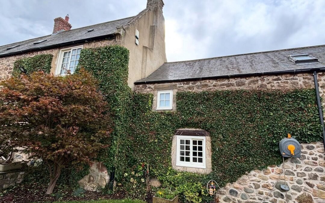 Ivy Cutting for Property Maintenance