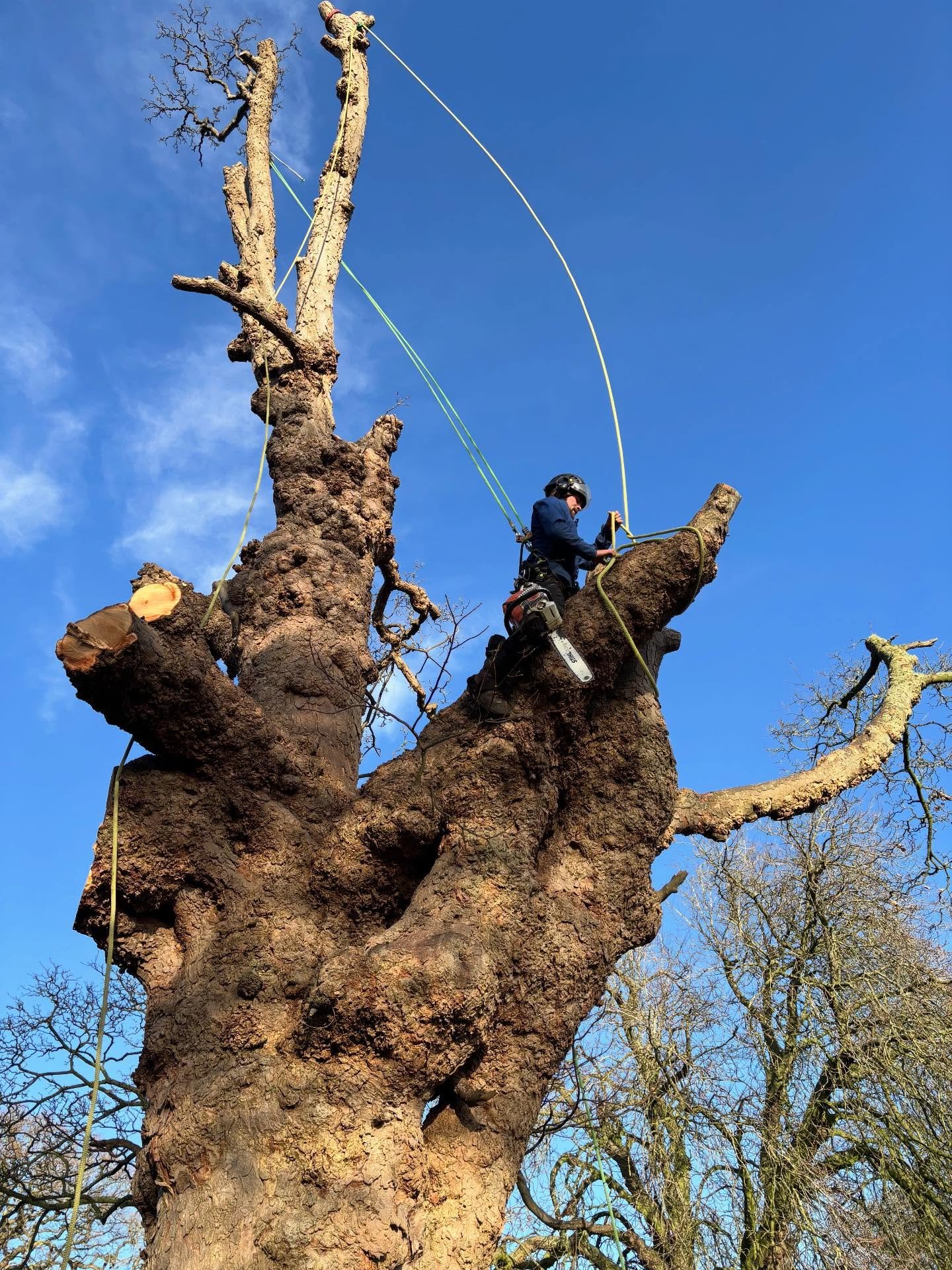 Sycamore removal Thornton Watlass Hall Tree Surgeons Darlington Sycamore Removal