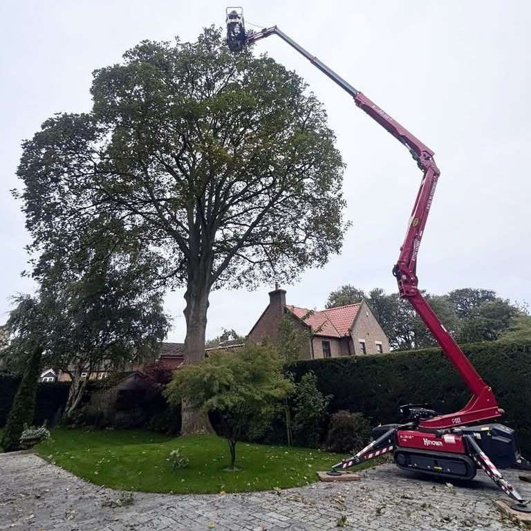 Tree Removal and Site Clearance