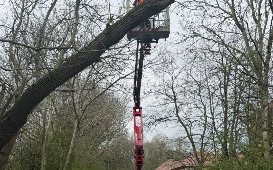 Storm Damaged Tree Removal