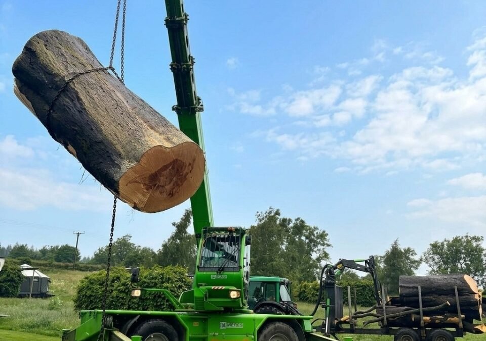 Beech Tree Rot Removal