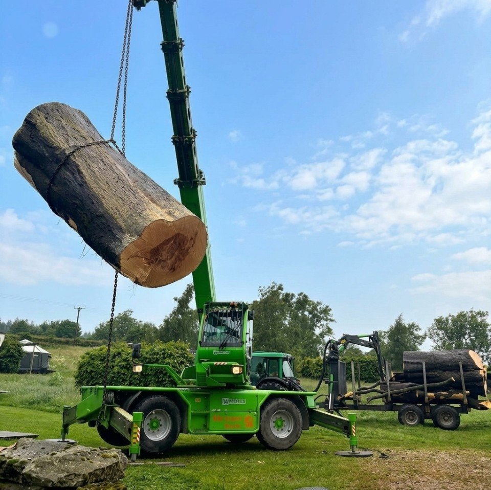 Beech Tree Rot Removal ed Beech Tree Rot Removal